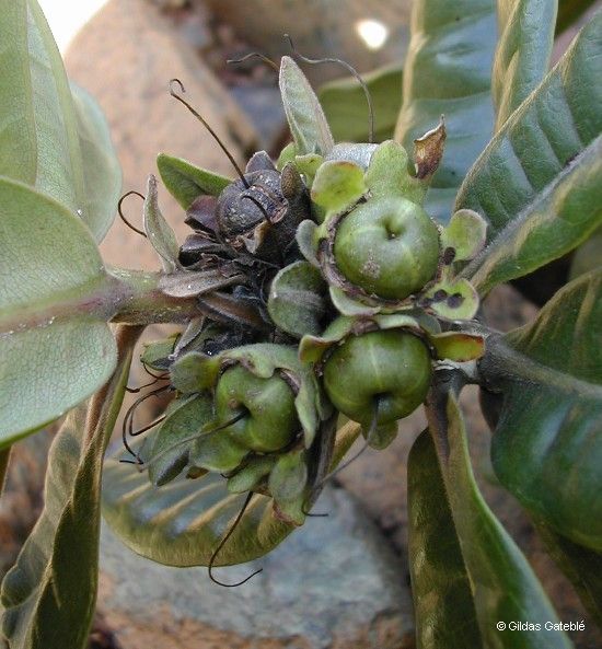 Xanthostemon macrophyllus fruit