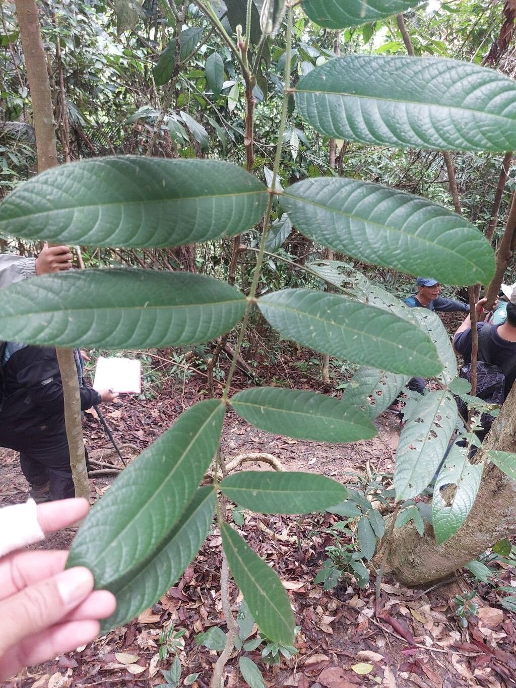 Canarium hirsutum — search result for 'Canarium'