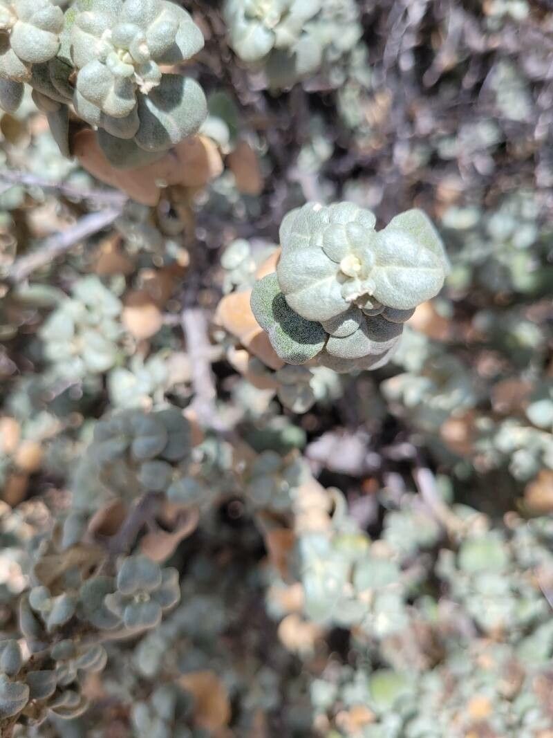 Shepherdia rotundifolia leaf