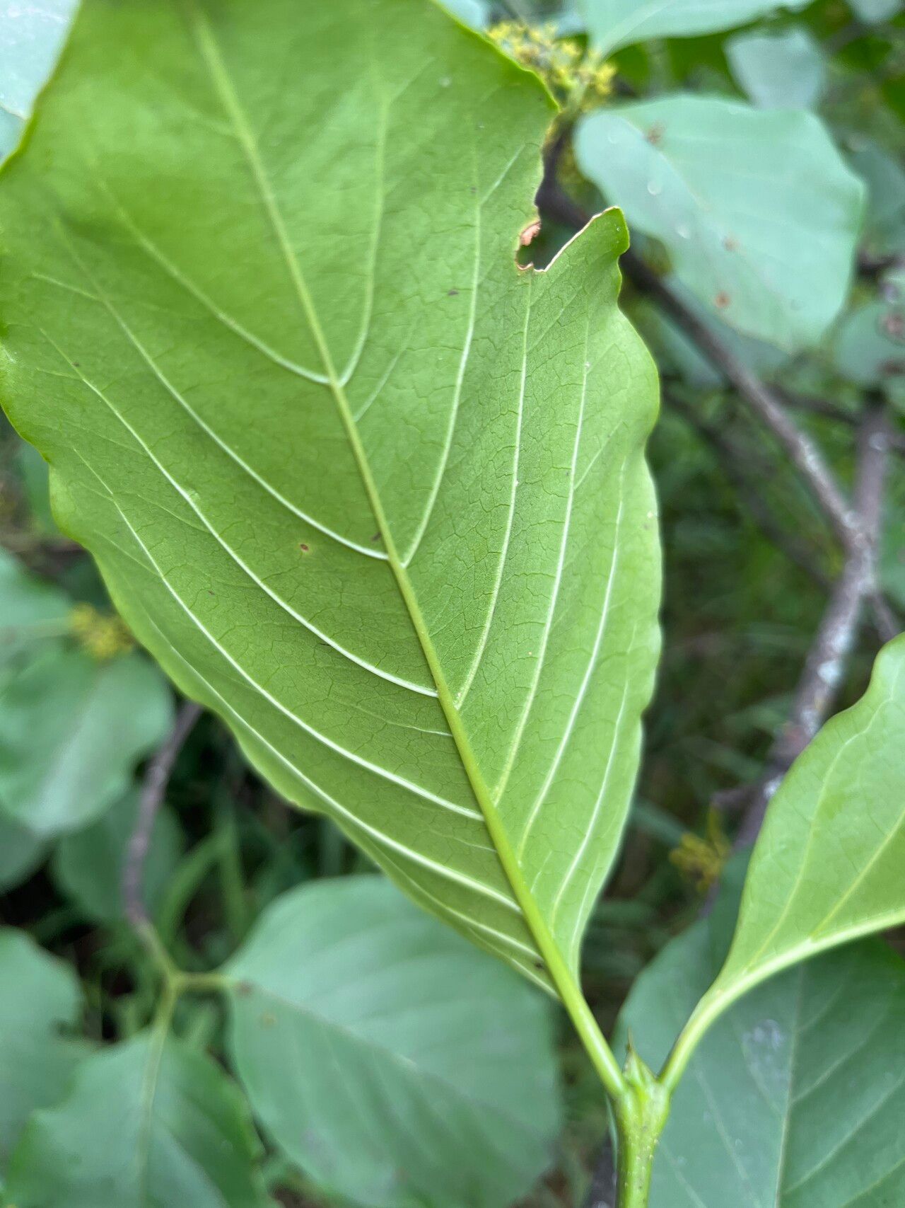 Afrocanthium lactescens — related species from the same genus