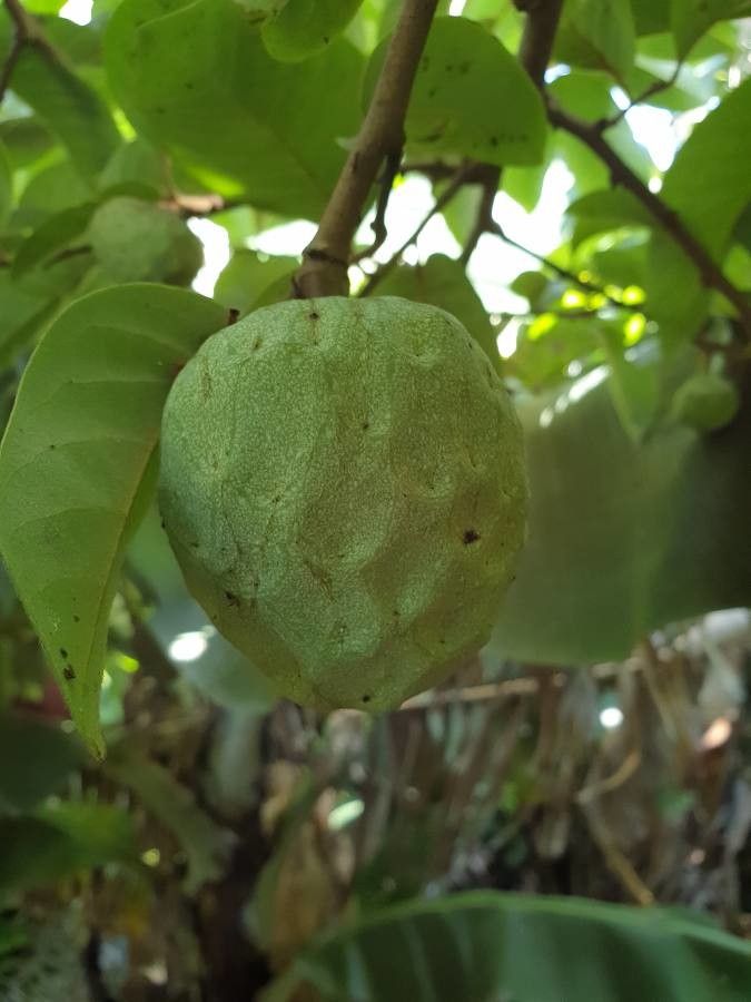 Annona senegalensis fruit