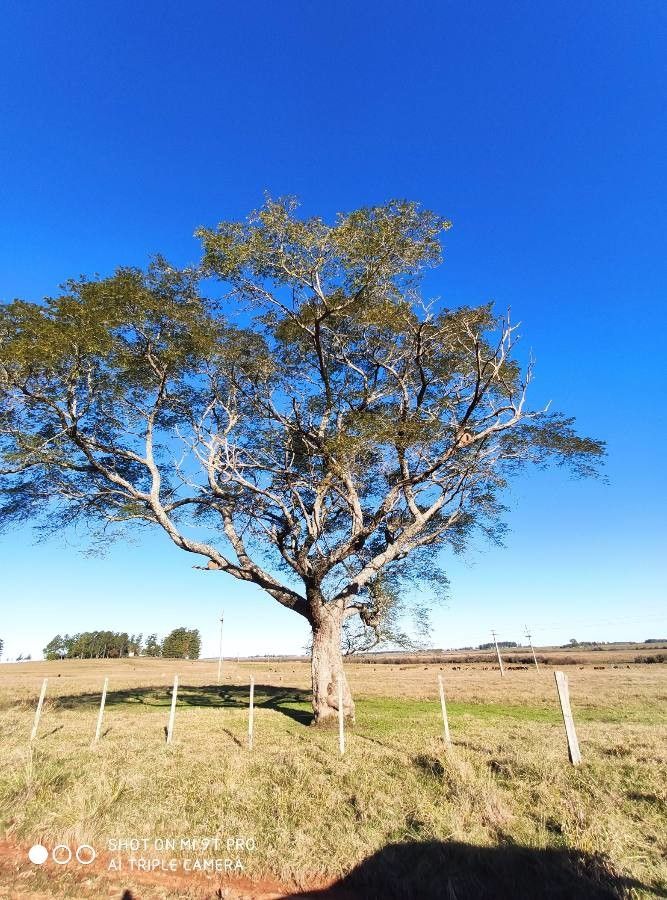 Parapiptadenia blanchetii — related species from the same genus