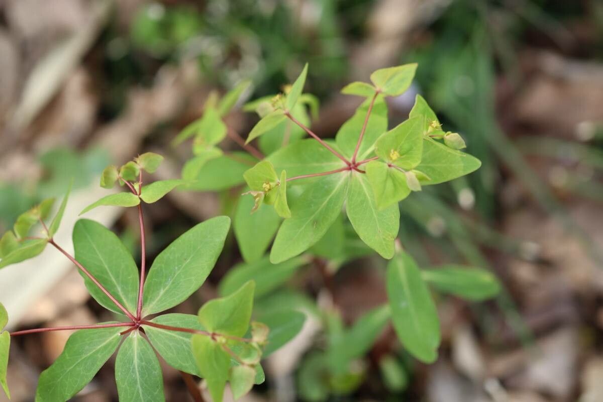 Euphorbia sieboldiana flower