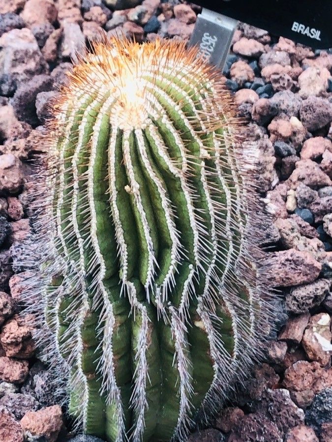 Uebelmannia pectinifera — houseplant care guide