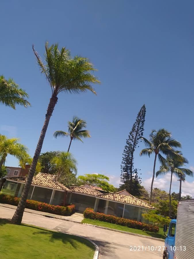 Attalea brejinhoensis — related species from the same genus