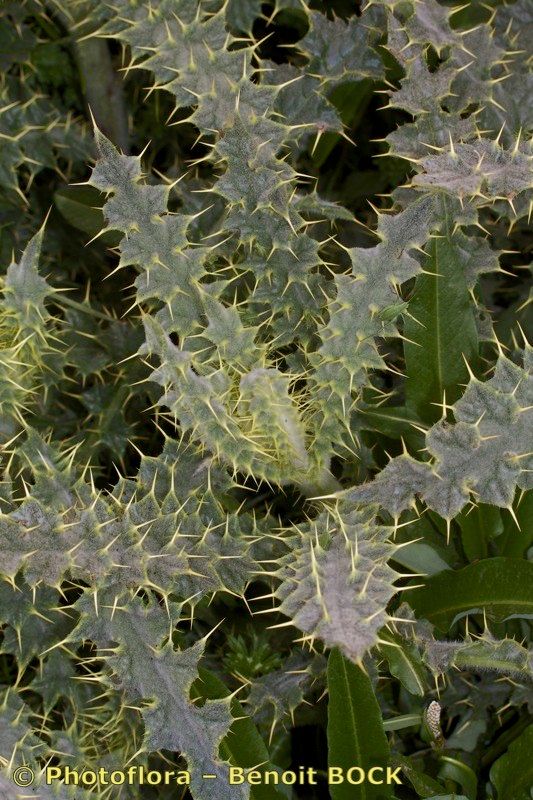 Cirsium chrysacanthum other