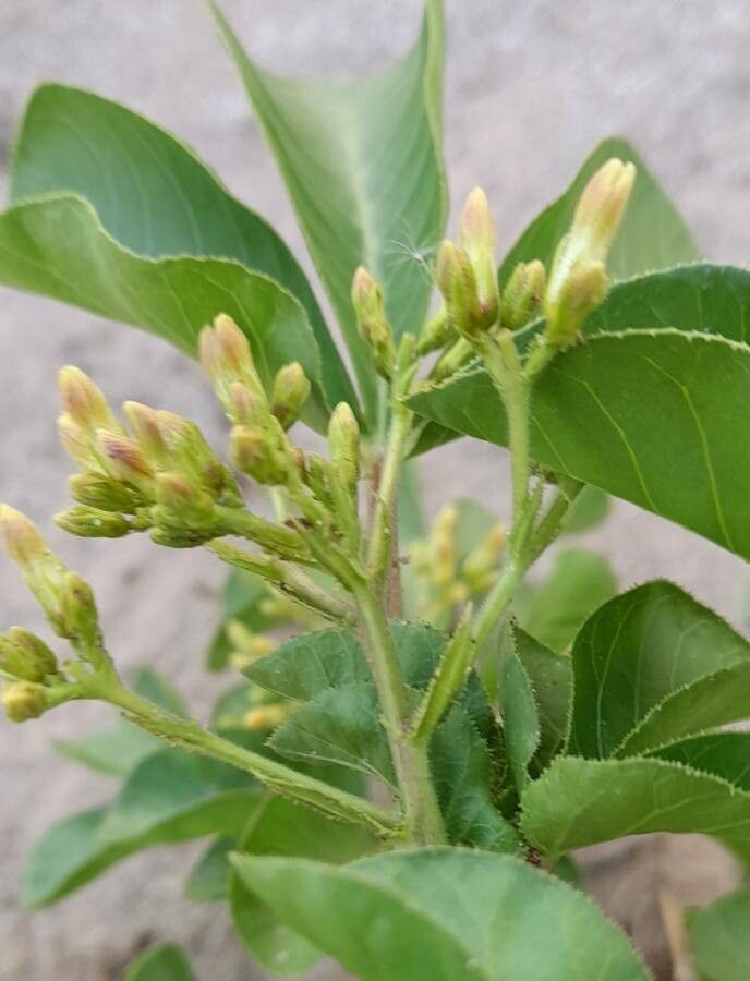 Jatropha peiranoi flower