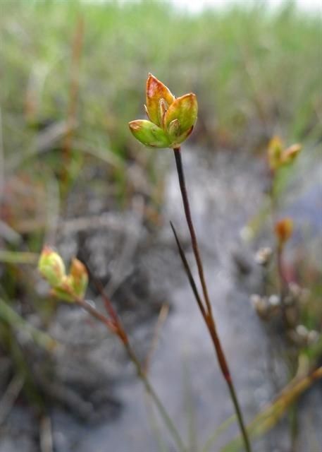 Juncus stygius fruit