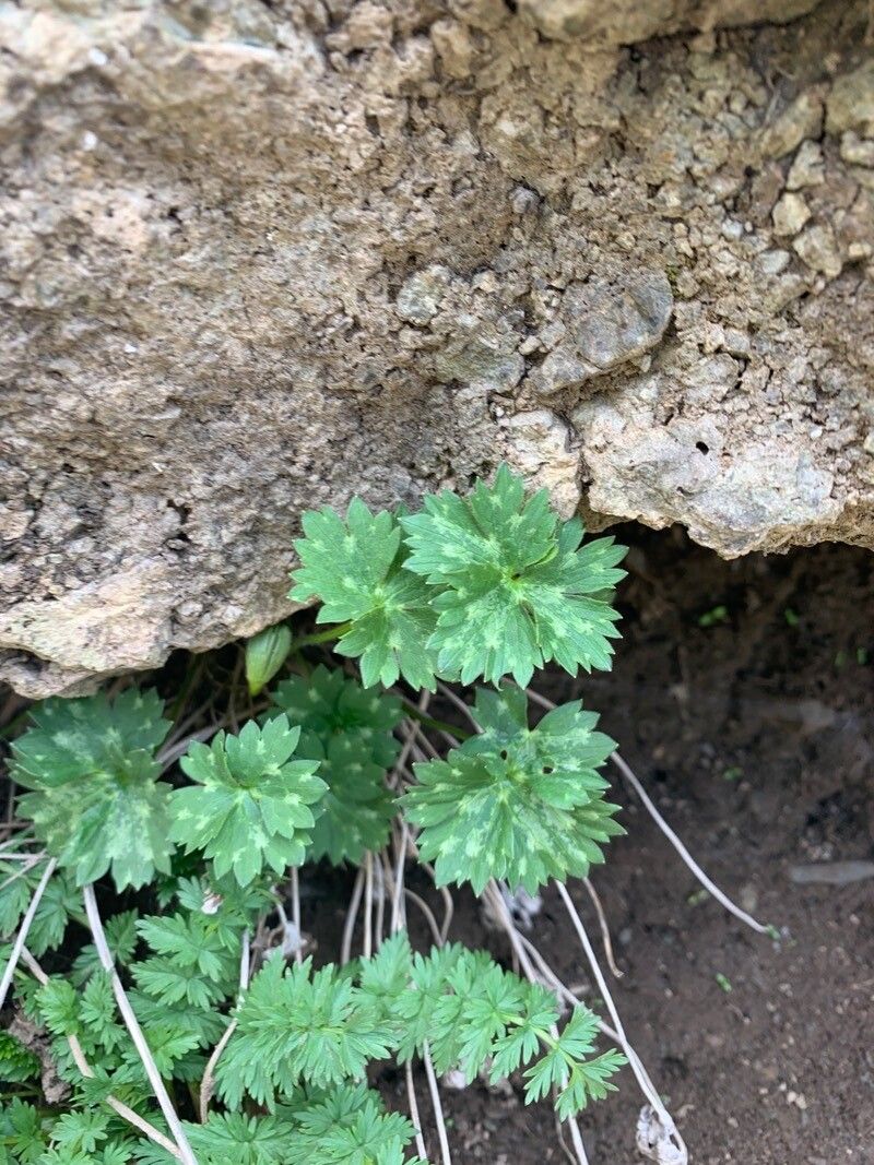 Ranunculus gouanii leaf