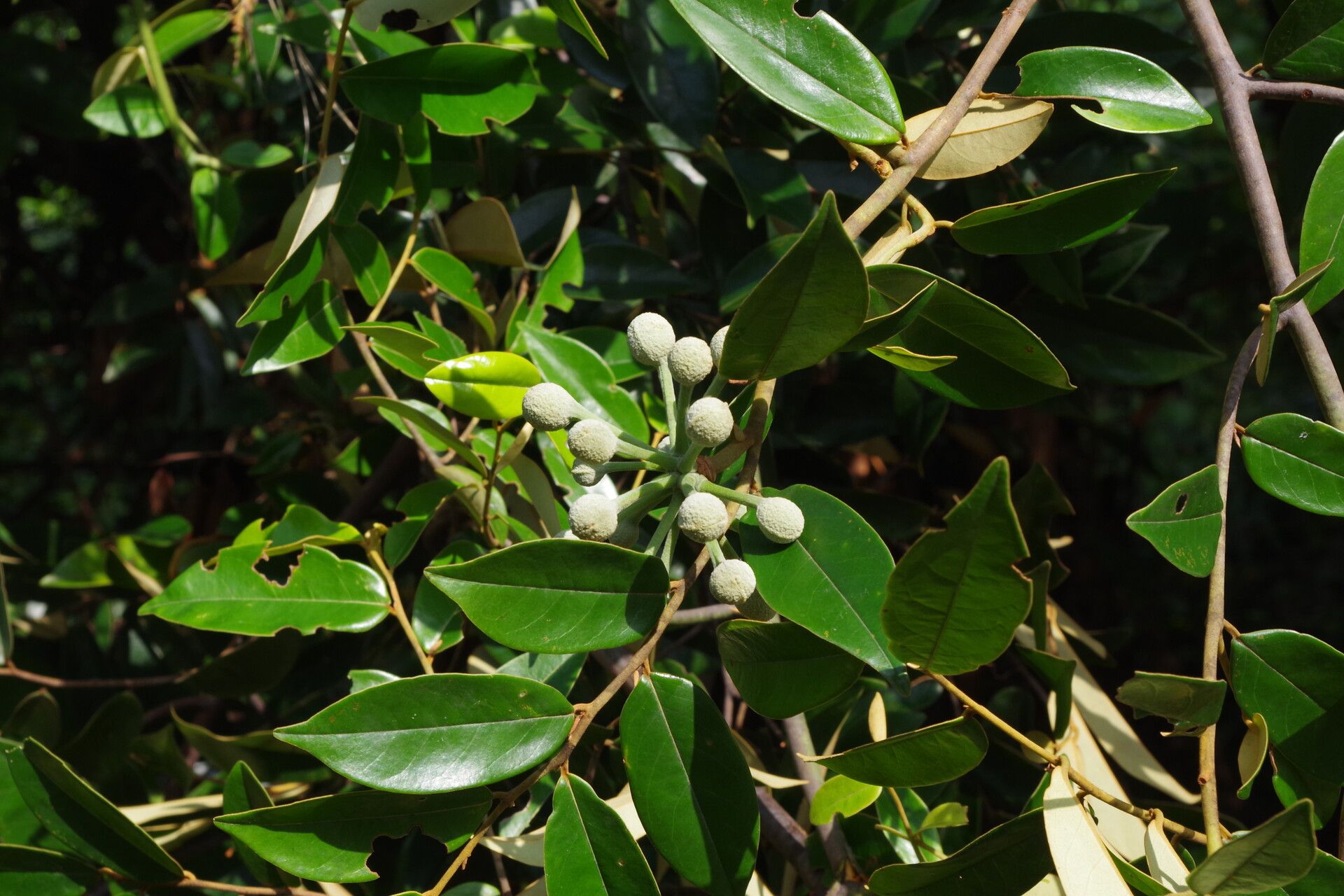 Uvaria klaineana fruit