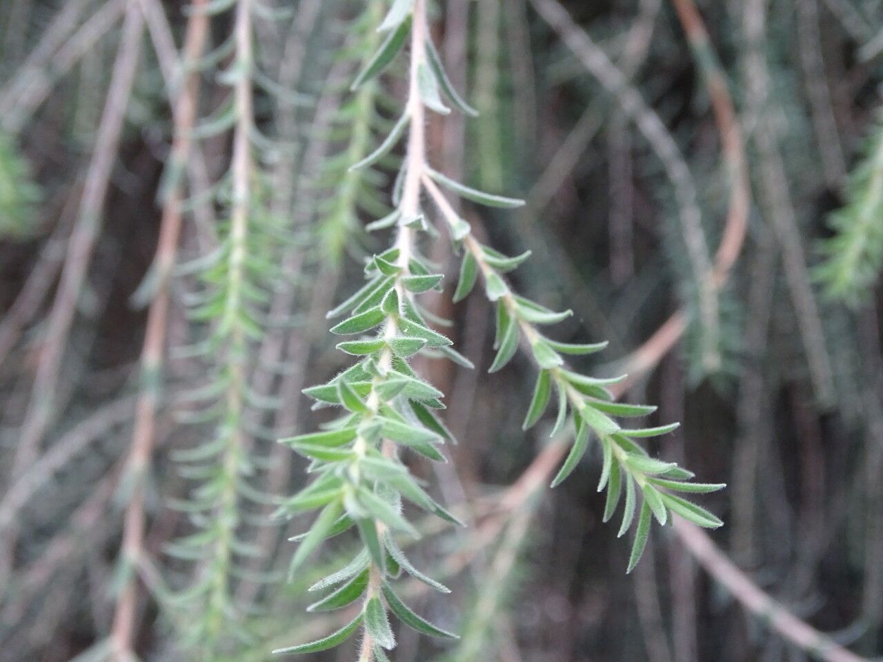 Melaleuca glaberrima leaf