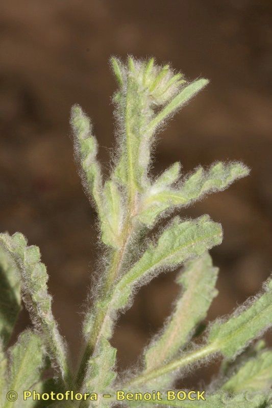 Pulicaria mauritanica leaf