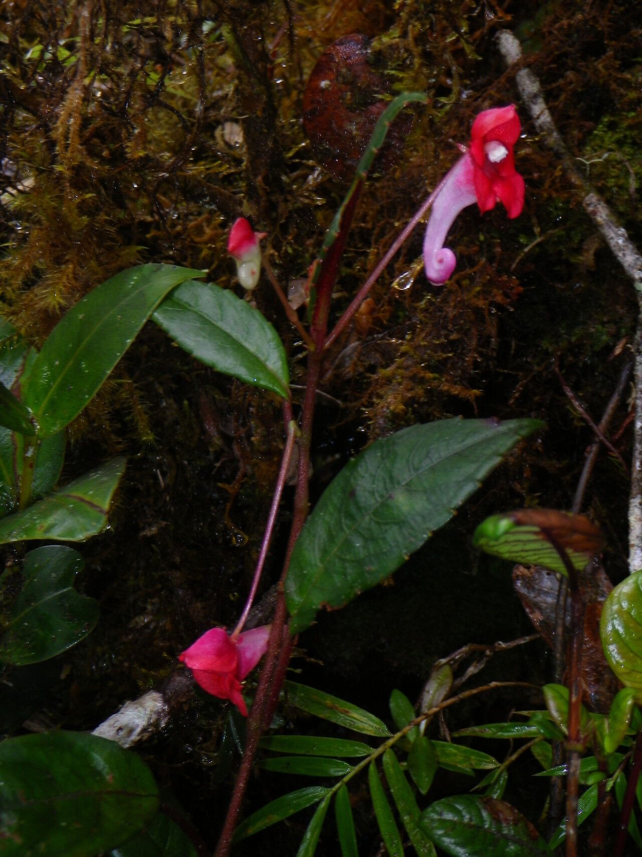 Impatiens hendrikii habit
