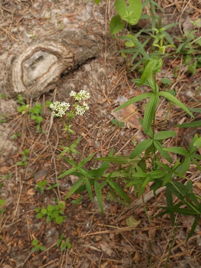 Galium rubioides
