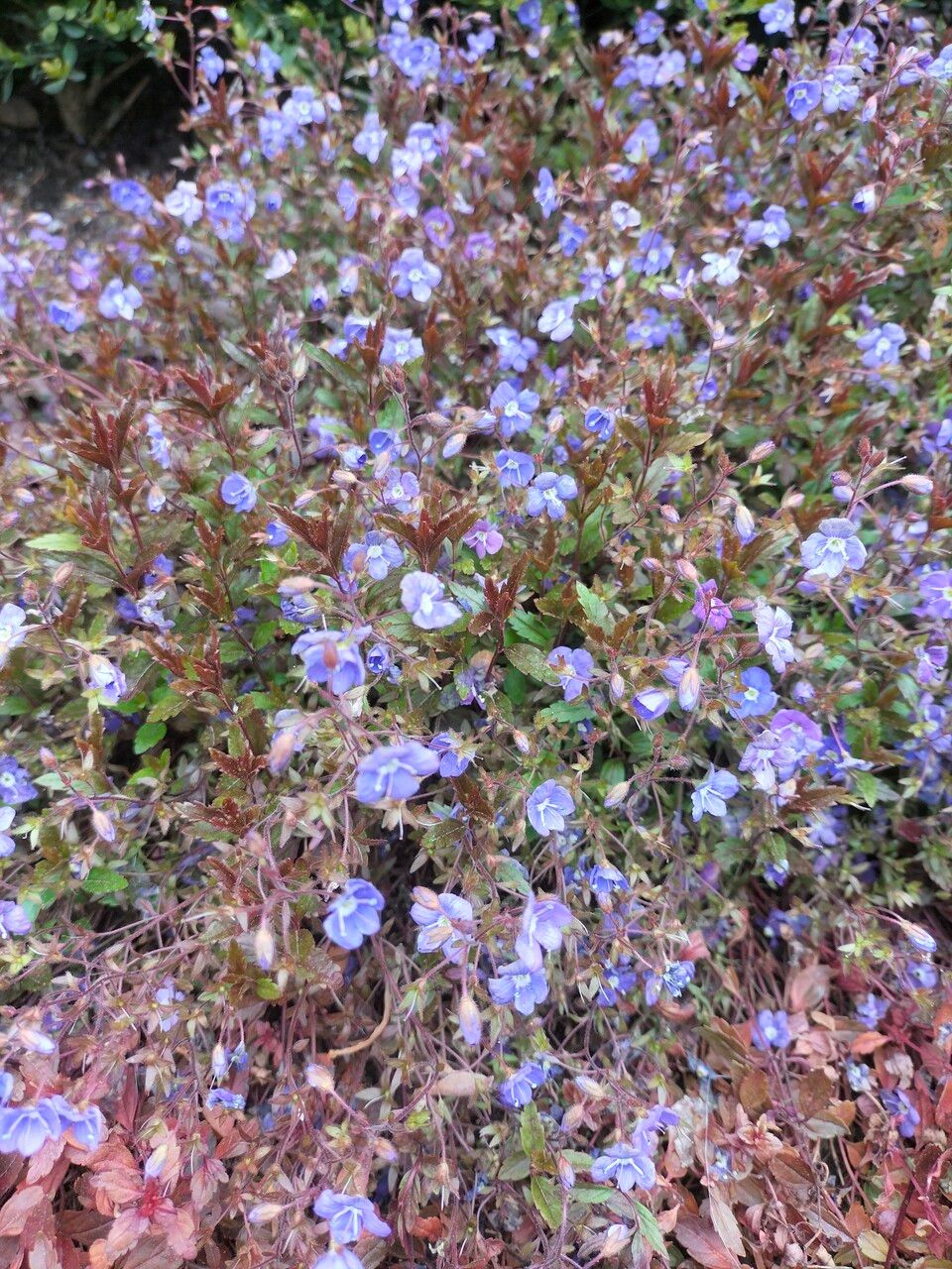 Veronica peduncularis flower