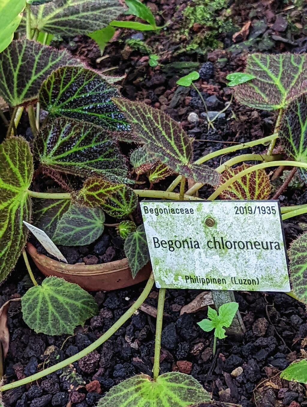 Begonia chloroneura other