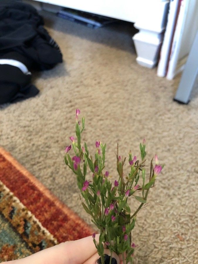 Schenkia spicata leaf