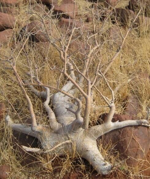 Commiphora saxicola bark