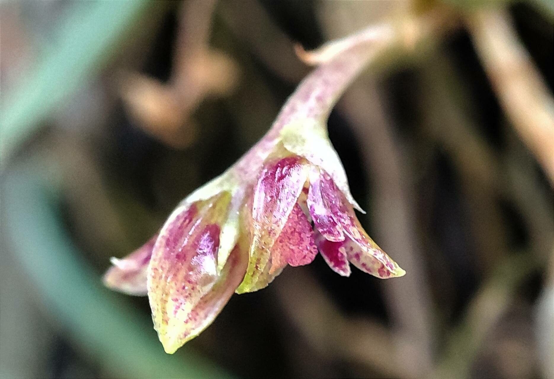 Bulbophyllum geminiflorum flower