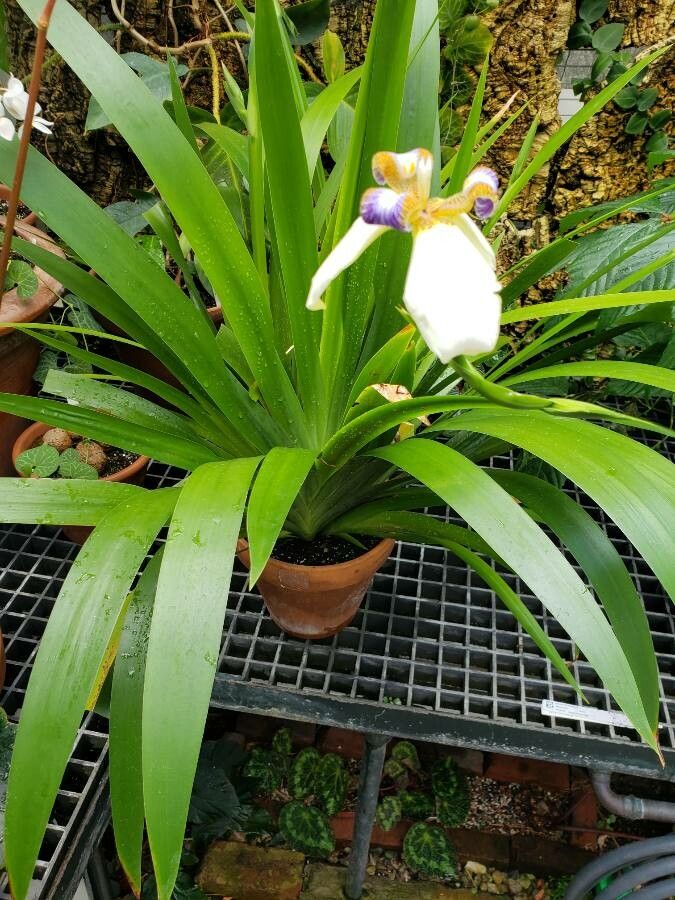 Neomarica northiana habit