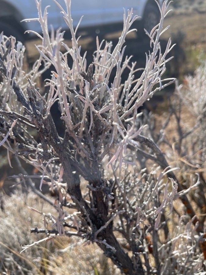 Artemisia tridentata