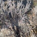 Artemisia tridentata