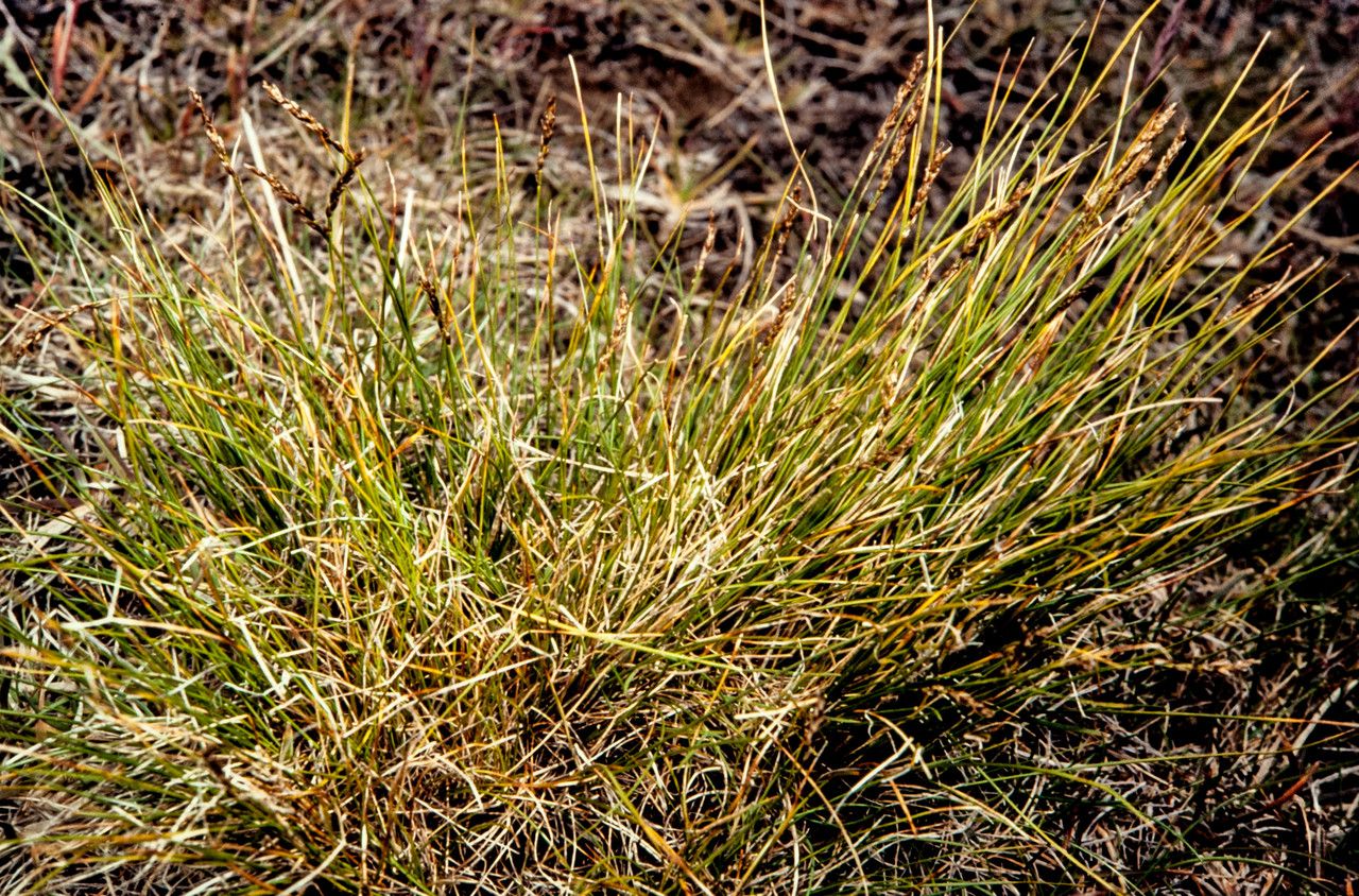 Kobresia myosuroides habit