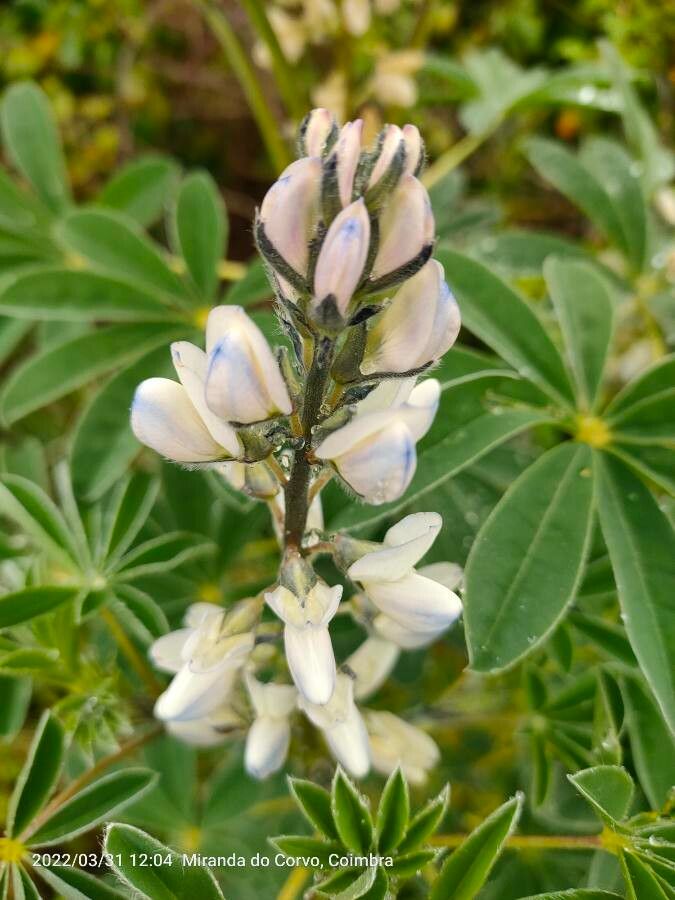 Lupinus albus flower