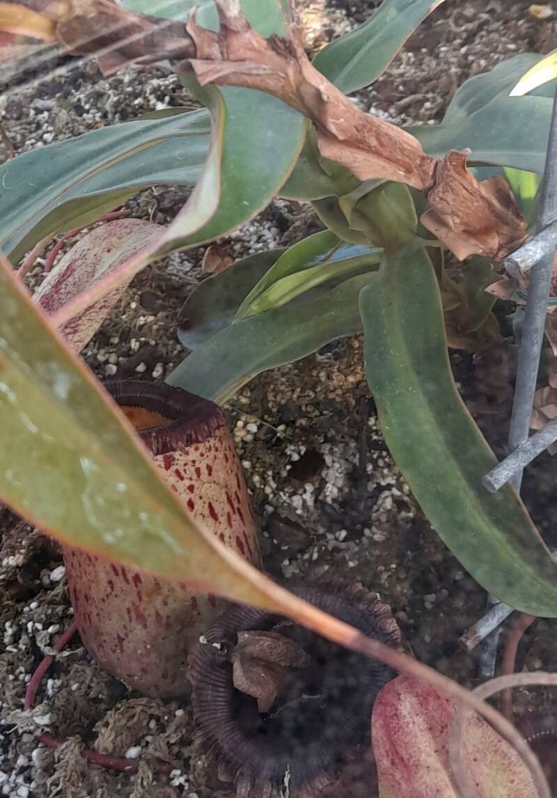 Nepenthes sibuyanensis habit