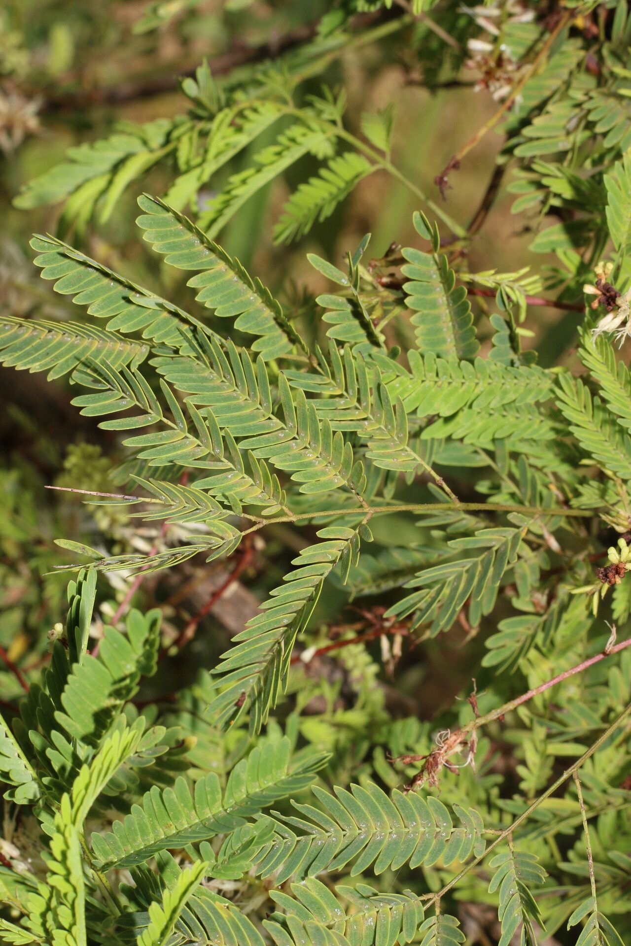 Mimosa platycarpa leaf