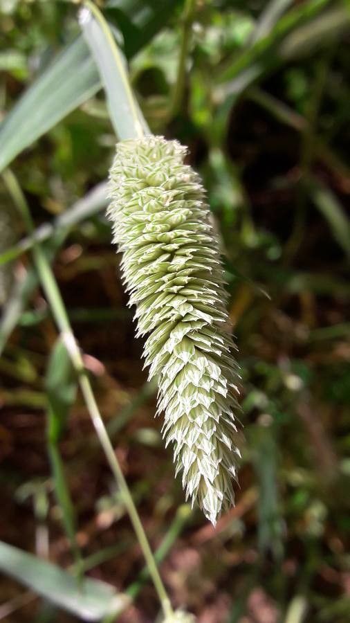 Phleum phleoides fruit