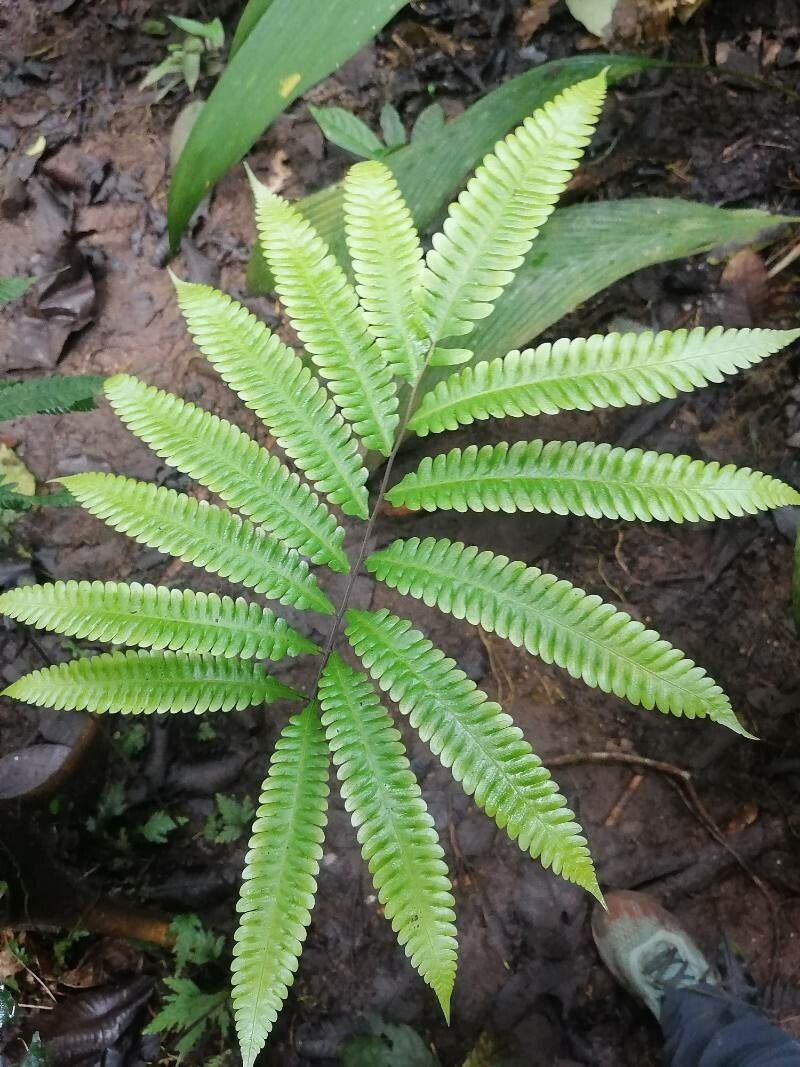 Thelypteris nicaraguensis — search result for 'Thelypteris'