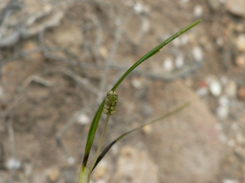 Ruppia cirrhosa fruit