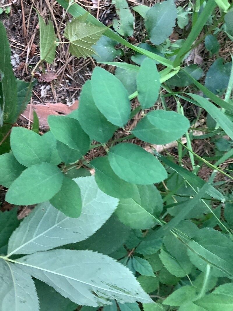 Euonymus occidentalis leaf