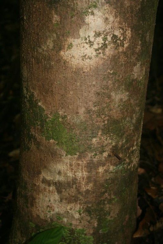 Schefflera decaphylla bark