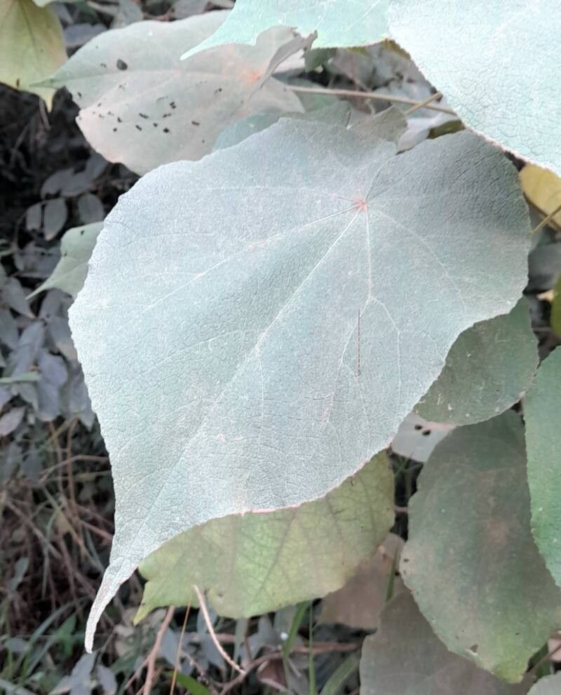 Abutilon umbelliflorum — houseplant care guide