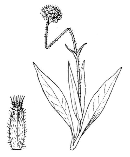 Knautia godetii other