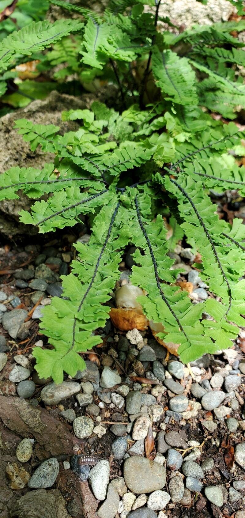 Asplenium vespertinum leaf