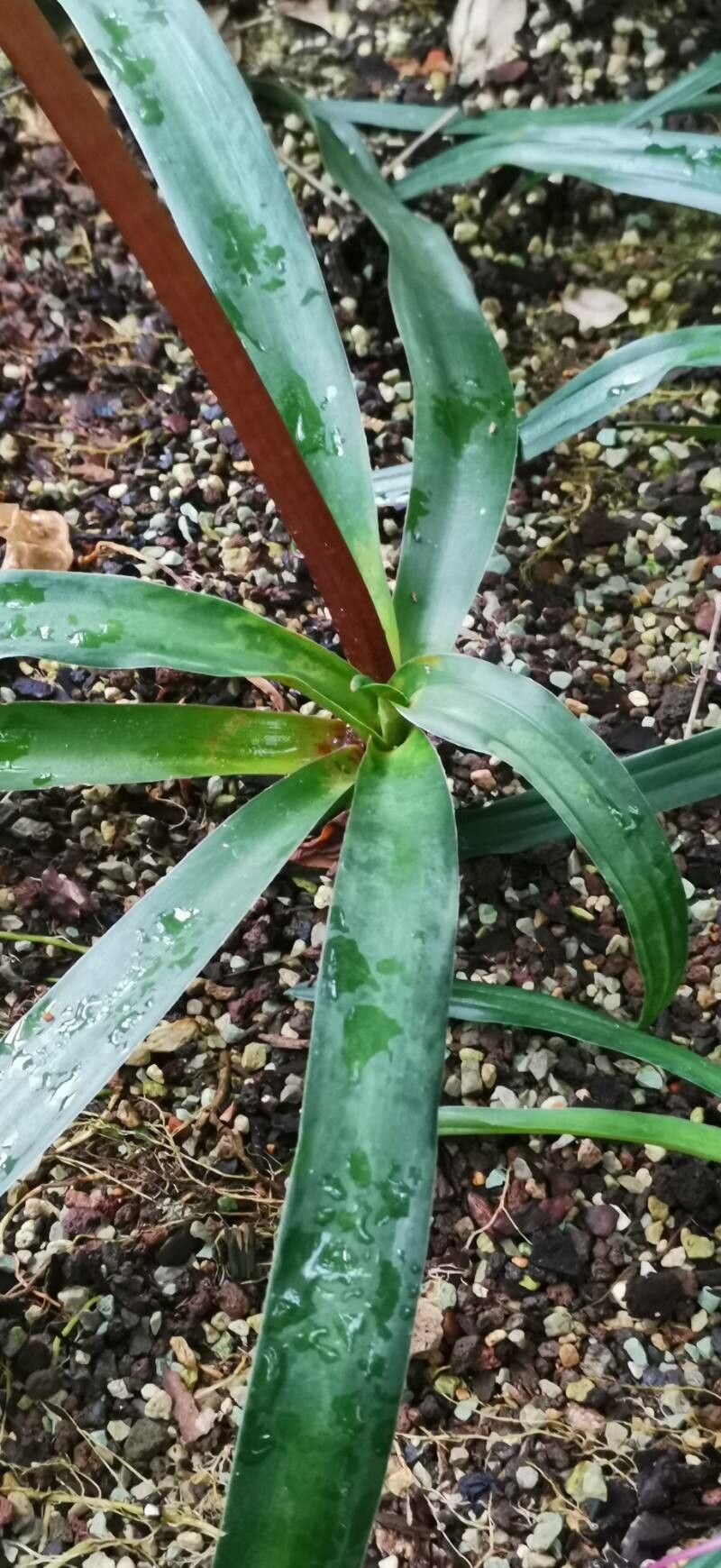 Crinum oliganthum — search result for 'Crinum'