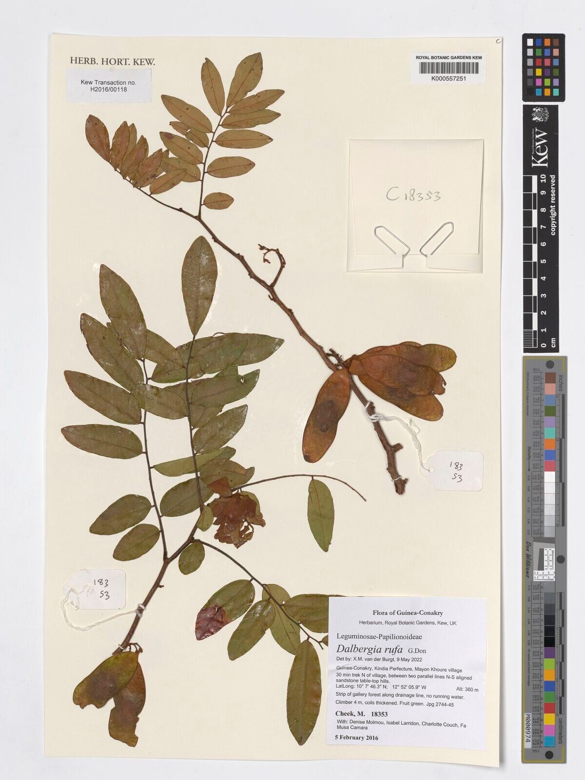 Dalbergia rufa — houseplant care guide