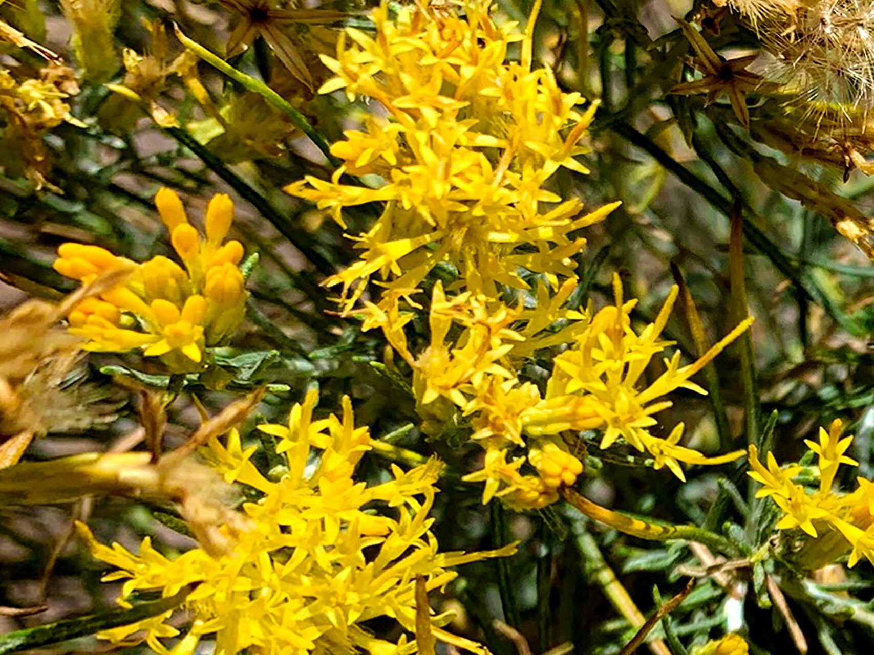 Ericameria nauseosa flower