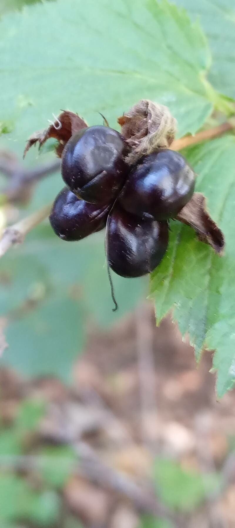 Rhodotypos scandens fruit