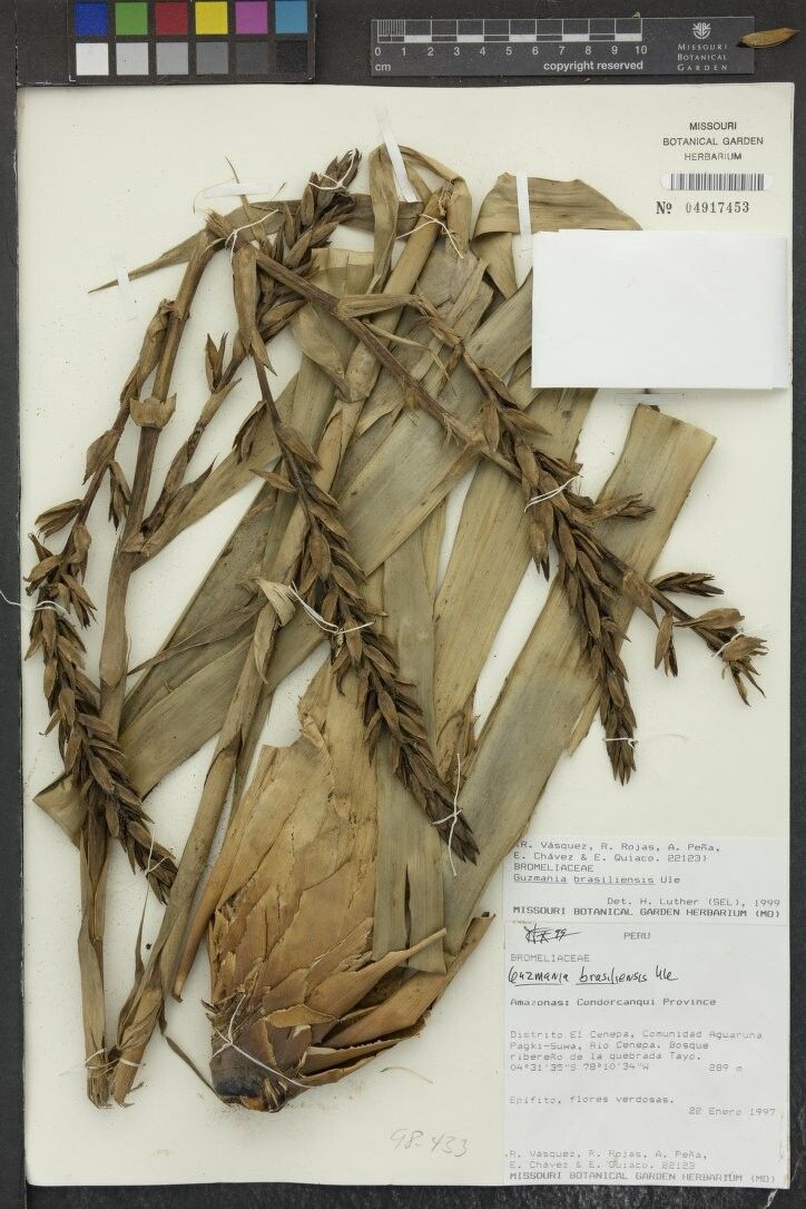 Guzmania brasiliensis other