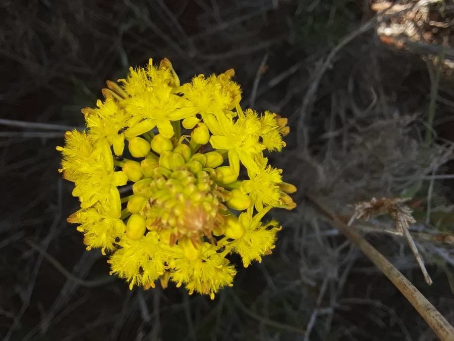 Bulbine abyssinica flower