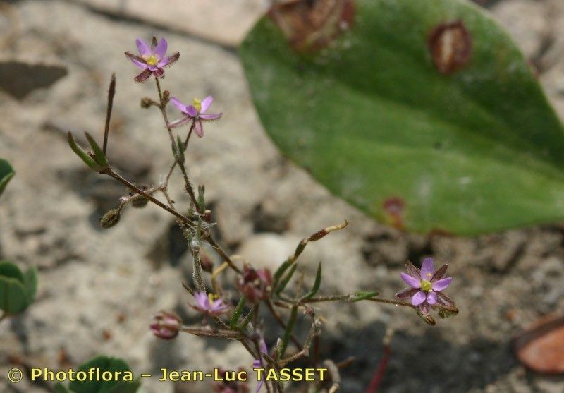 Spergula diandra habit
