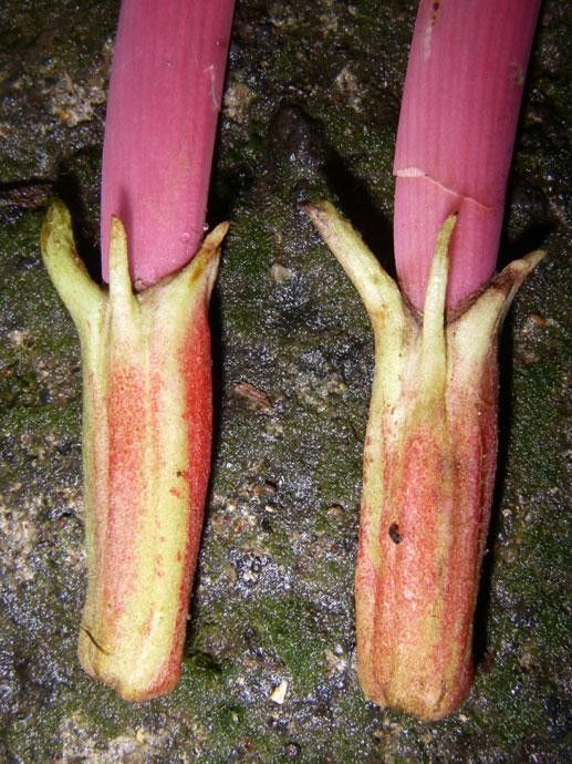 Erythrina cochleata flower