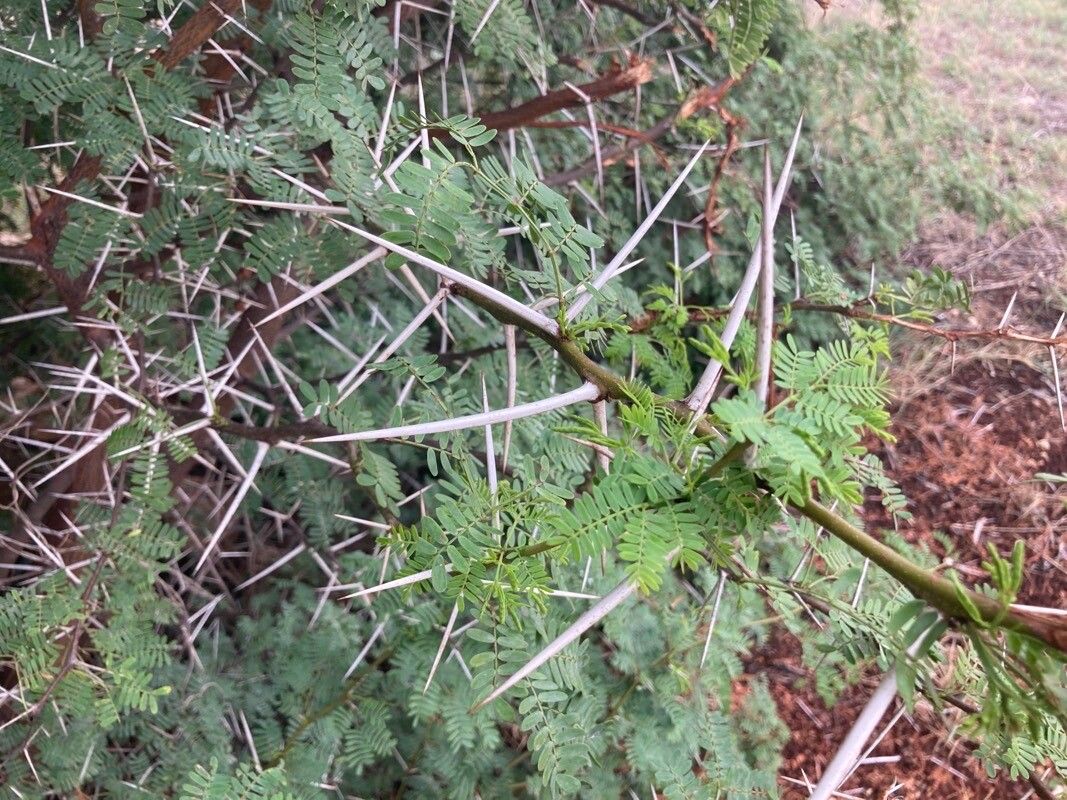 Vachellia karroo bark