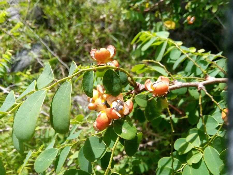 Breynia retusa fruit