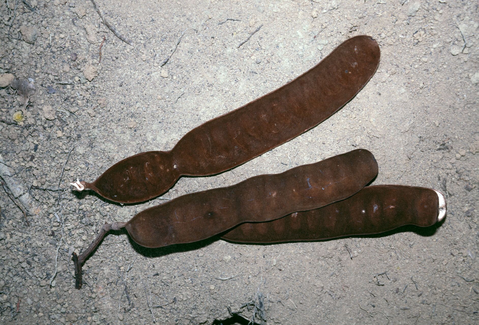 Parkia ulei — search result for 'Parkia'