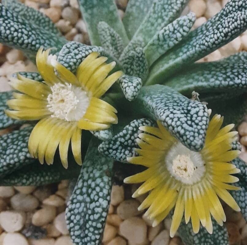 Nananthus margaritifer — related species from the same genus